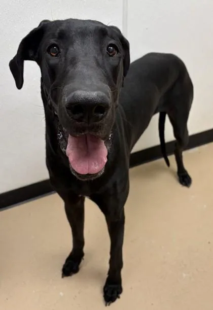 An adult extra large-sized female Great Dane dog named Salem for adoption in Phoenix, AZ