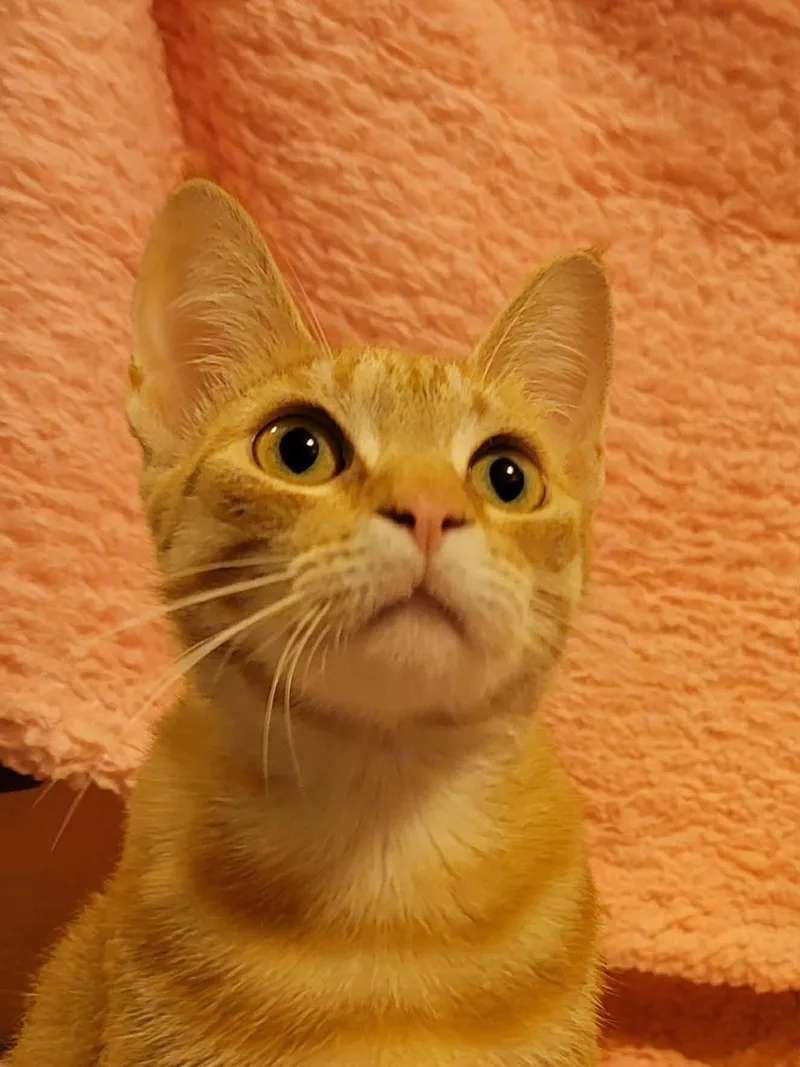A young medium-sized female Orange & White Domestic Short Hair cat named Apriyl INDOOR ONLY for adoption in Stockton, CA