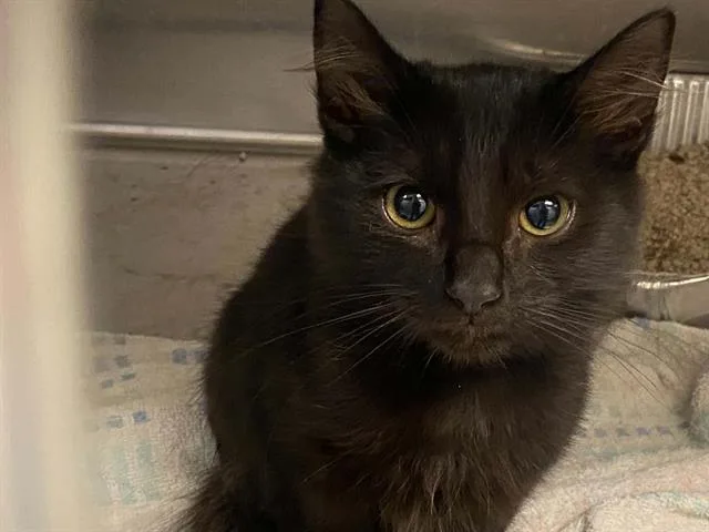 A baby small-sized male Domestic Short Hair cat named Peru for adoption in Tustin, CA