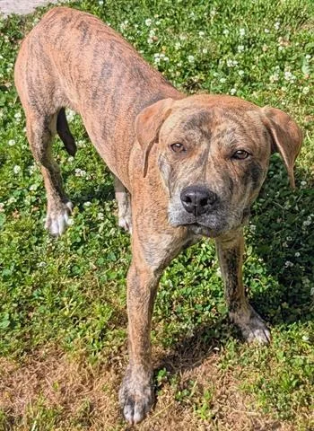 A young medium-sized female Pit Bull Terrier dog named Nola for adoption in Akron, OH