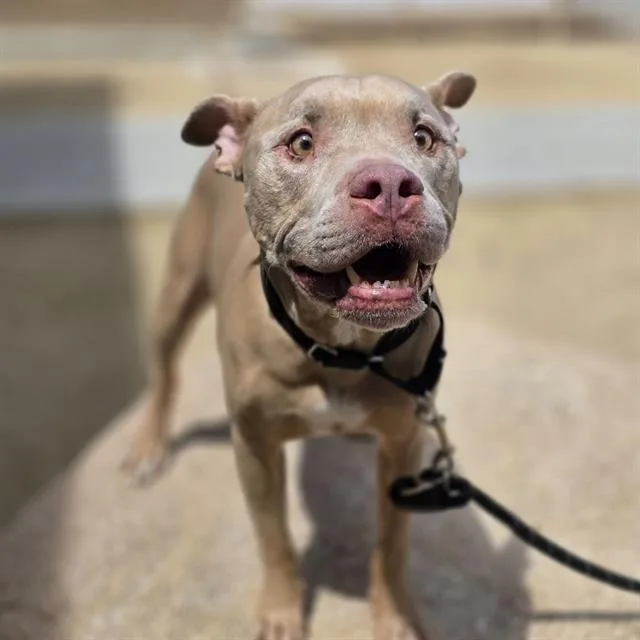 A senior large-sized male Pit Bull Terrier dog named Jaxx for adoption in Las Vegas, NV