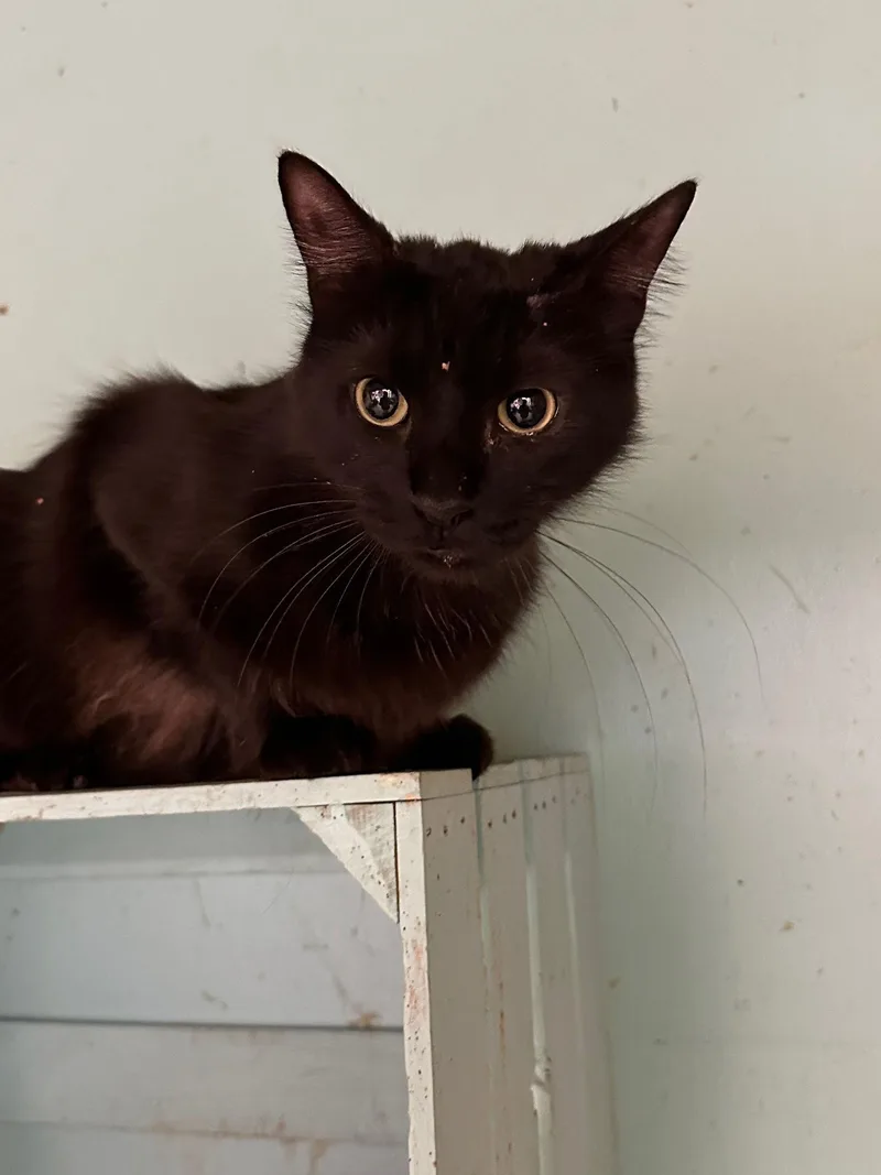 An adult medium-sized male Black Domestic Long Hair cat named Alley for adoption in Jackson, MS