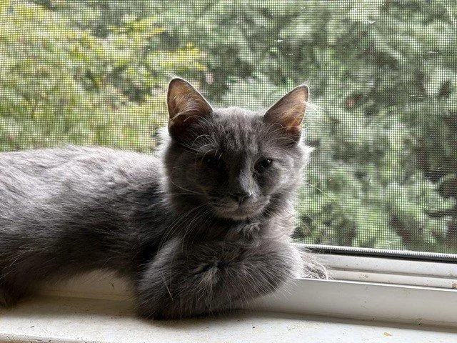 A baby small-sized female Domestic Medium Hair cat named Truvy for adoption in Raleigh, NC