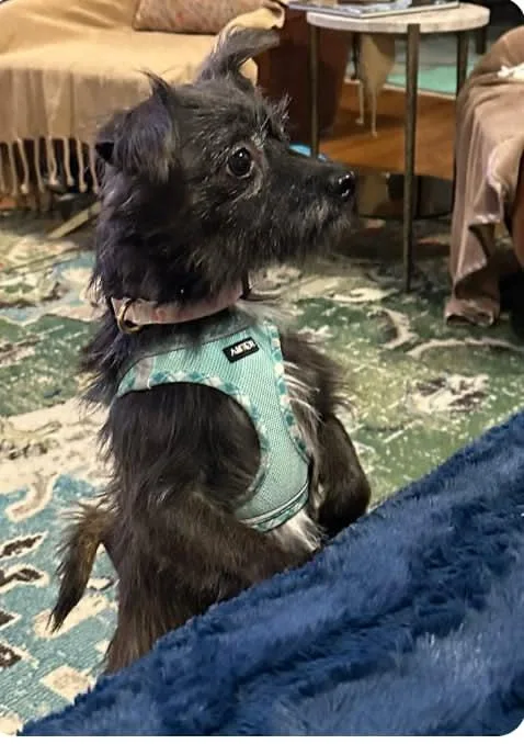 A young small-sized female Terrier dog named Brooke  Your perfect for adoption in Houston, TX