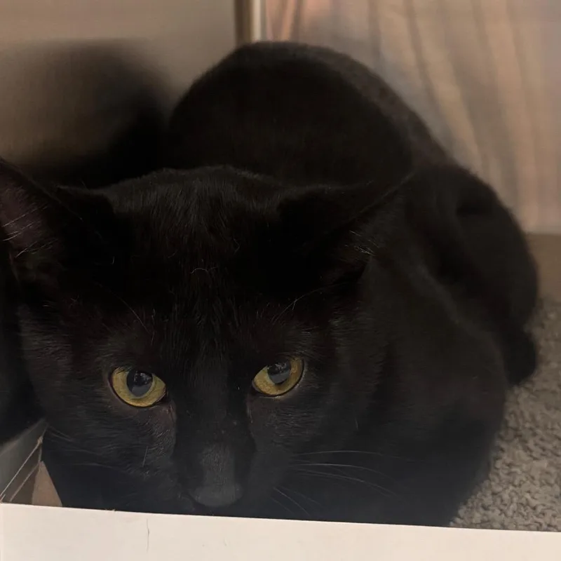 A young medium-sized male Black Domestic Short Hair cat named Midnight for adoption in Tampa, FL