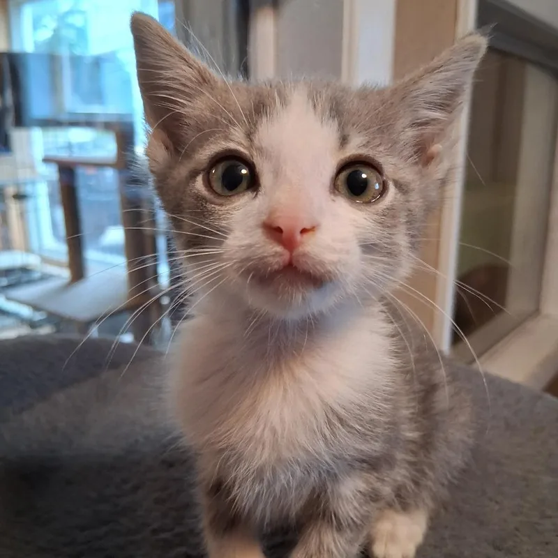A baby small-sized female Gray / Blue / Silver Domestic Short Hair cat named Corn for adoption in Marion, IL