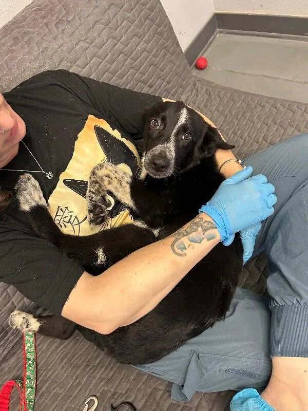 Pork Chop thumbnail 2