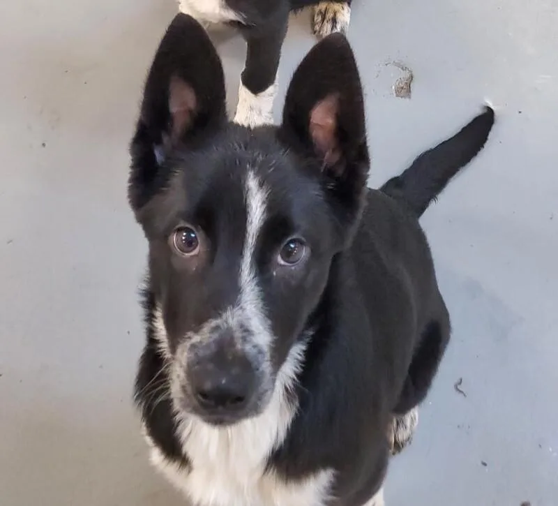 Pork Chop thumbnail 3