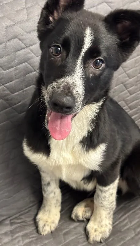 Pork Chop thumbnail 4