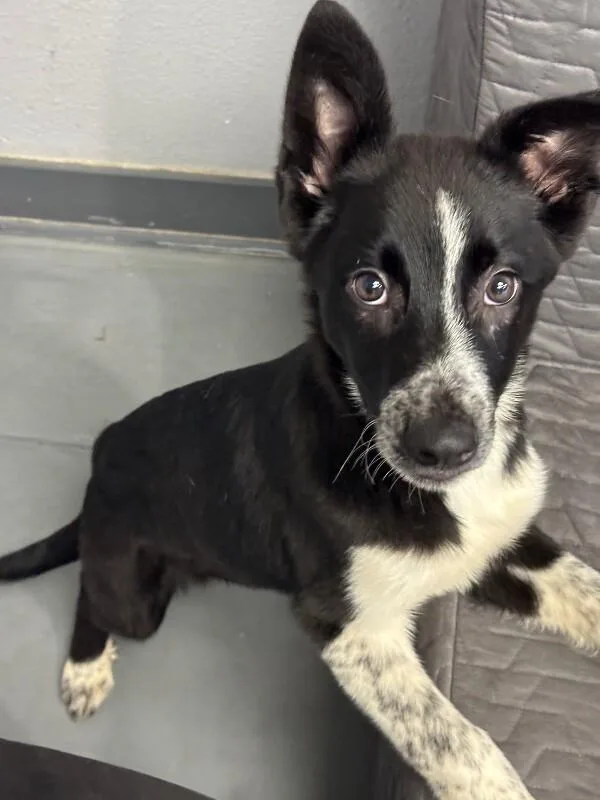 Pork Chop thumbnail 5