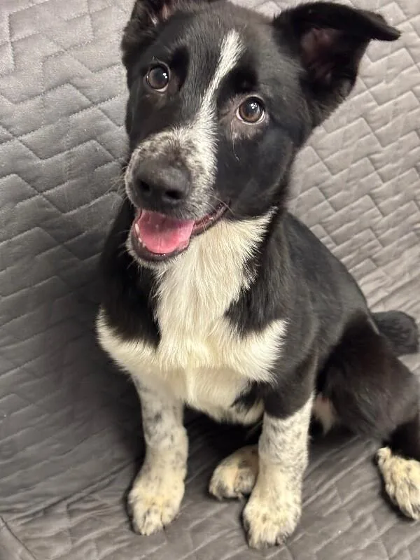 Pork Chop thumbnail 6