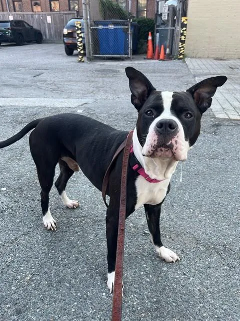An adult medium-sized male Pit Bull Terrier dog named Scrappy for adoption in Brewster, MA