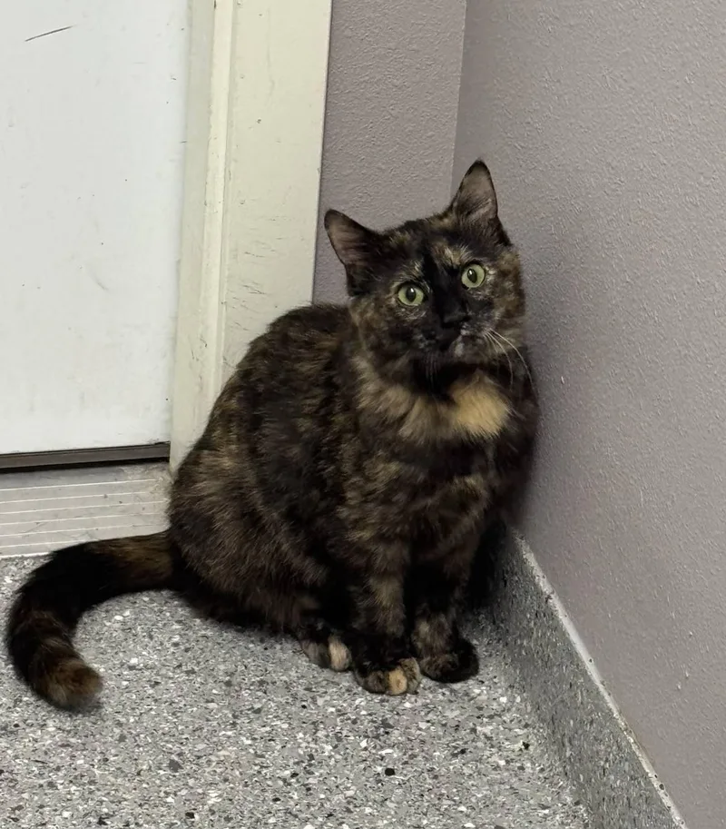 An adult medium-sized female Tortoiseshell cat named Jasmine for adoption in Morris, MN