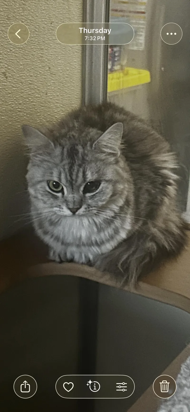 An adult medium-sized female Gray / Blue / Silver Ragdoll cat named Olivia for adoption in Lehigh Acres, FL