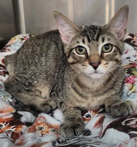 A young medium-sized male Domestic Short Hair cat named Tippy PSP for adoption in Oakland Park, FL