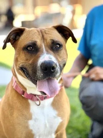 An adult medium-sized female Pit Bull Terrier dog named Alani for adoption in Camarillo, CA