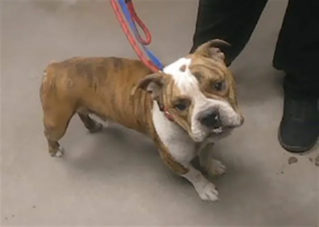 An adult large-sized female English Bulldog dog named Diamond for adoption in Phoenix, AZ