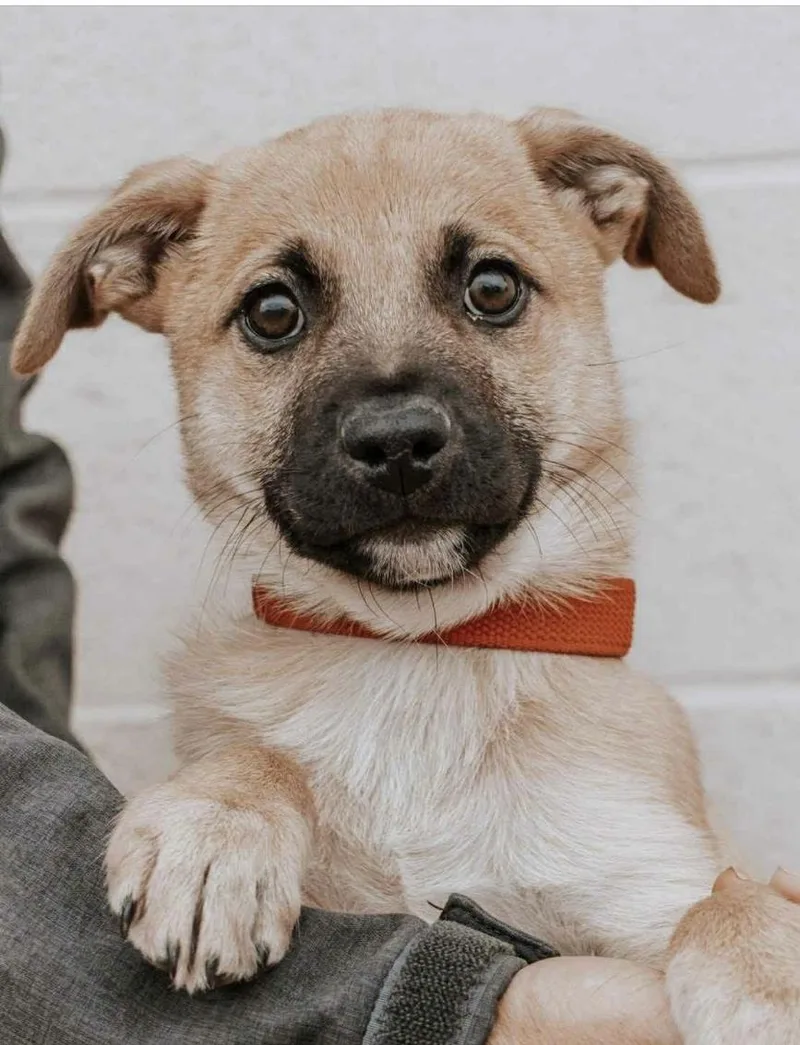 A baby small-sized male Apricot / Beige Pomsky dog named Cain for adoption in Joliet, IL