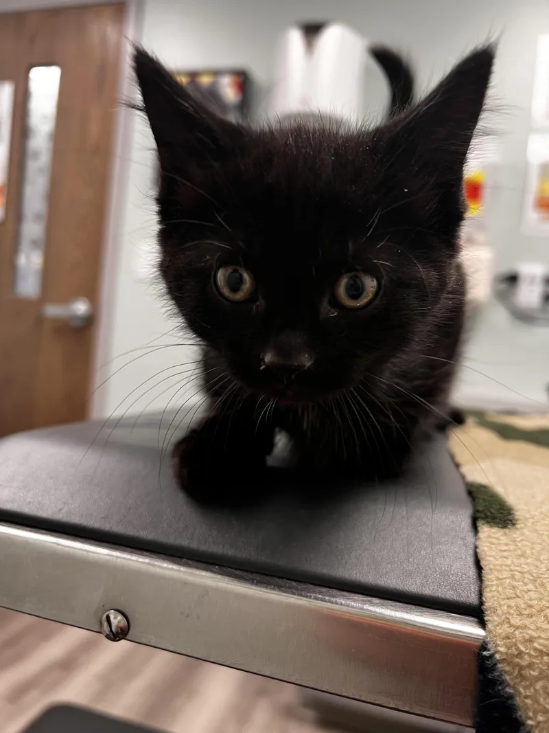 A baby medium-sized male Black Domestic Short Hair cat named Cobb for adoption in Racine, WI