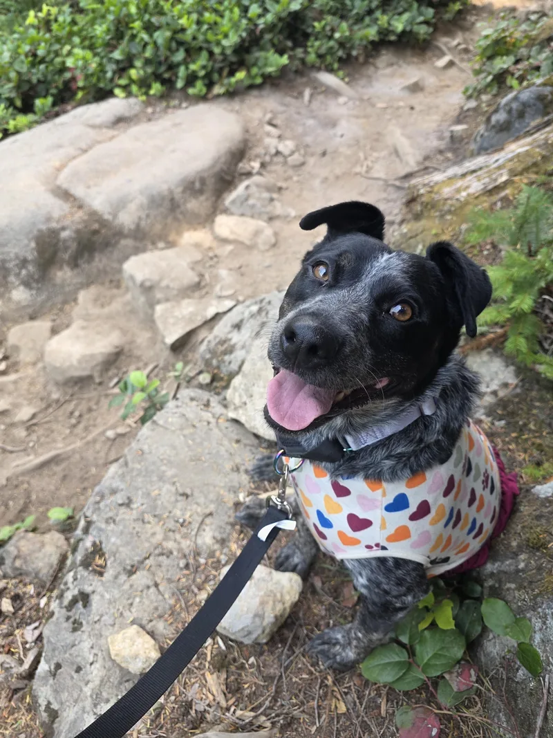 An adult large-sized female Australian Cattle Dog / Blue Heeler named Honey for adoption in Seattle, WA