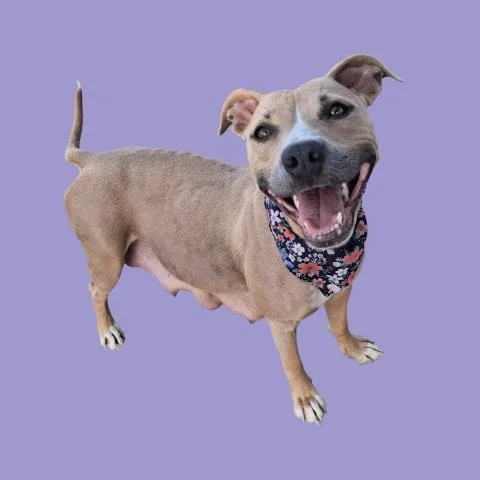 An adult large-sized female Pit Bull Terrier dog named Siff for adoption in Bakersfield, CA