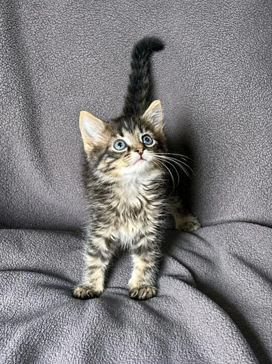 Curly