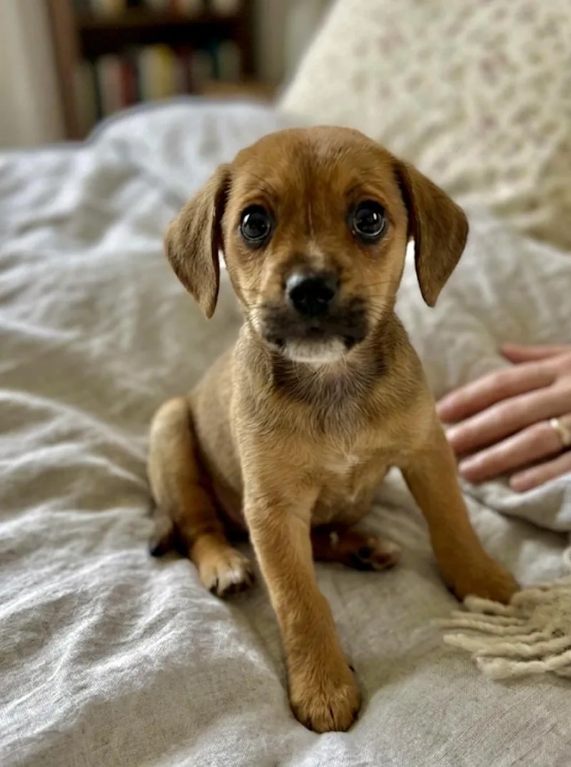 A baby small-sized female Cairn Terrier dog named Dana for adoption in Iron Ridge, WI