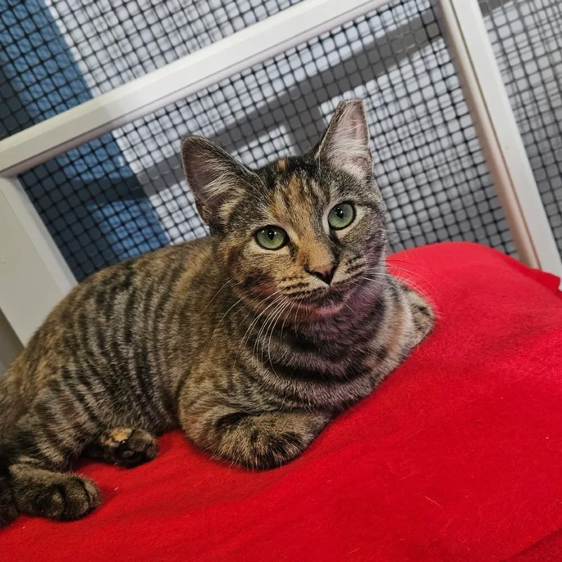 A young small-sized female Domestic Short Hair cat named Celine for adoption in Richmond, IN