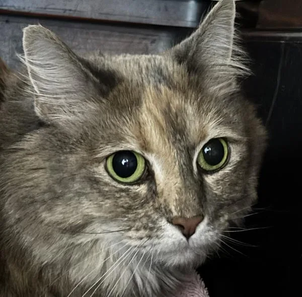 Pamela