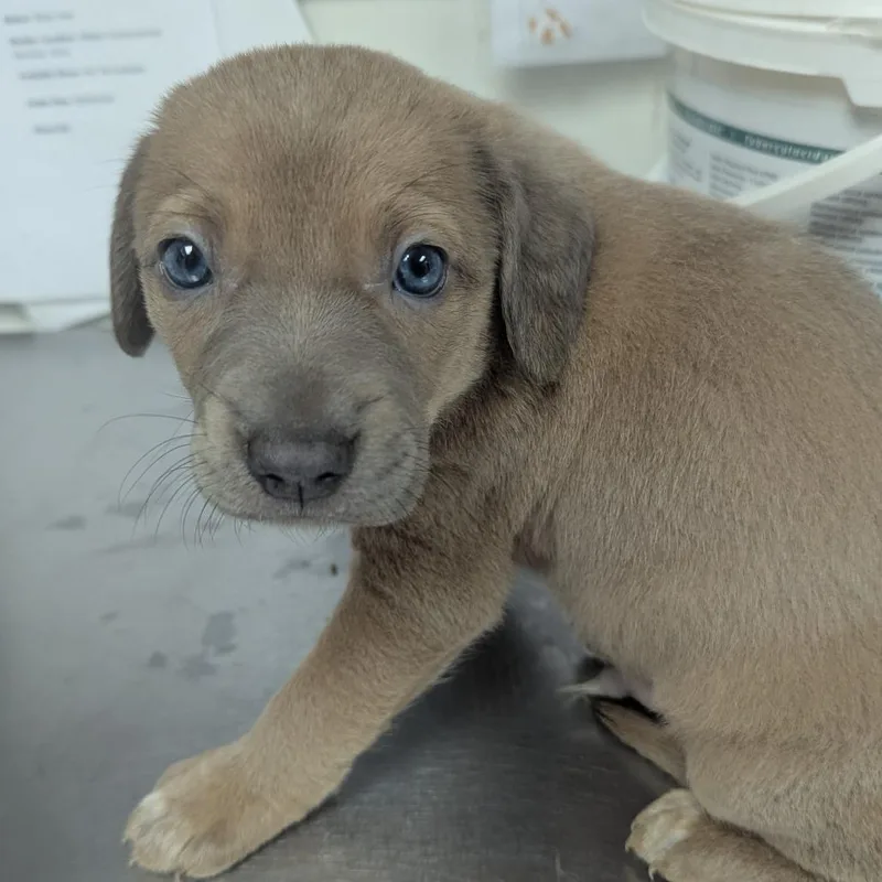 A baby small-sized male Brown / Chocolate Labrador Retriever dog named Walt for adoption in Parrish, AL