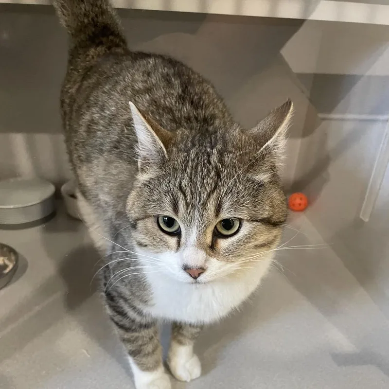 An adult small-sized female Brown / Chocolate Domestic Short Hair cat named Mew for adoption in Rexburg, ID