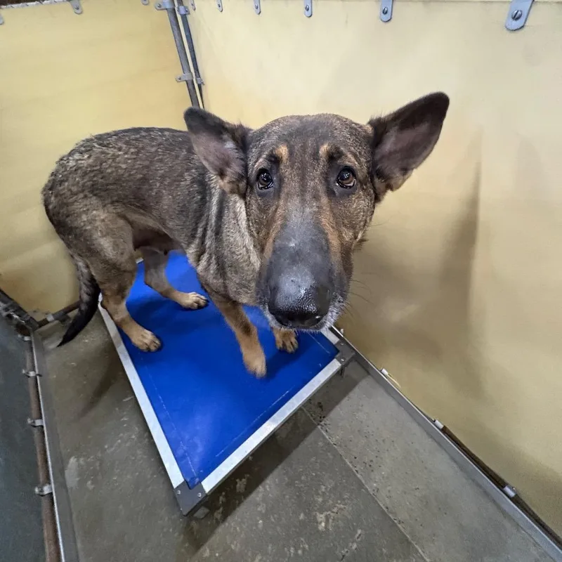 An adult large-sized female Black Mixed Breed dog named Silver for adoption in Columbiana, AL