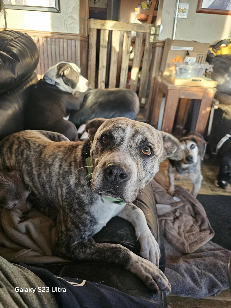 A young medium-sized female Pit Bull Terrier dog named Lady Bug for adoption in North Myrtle Beach, SC