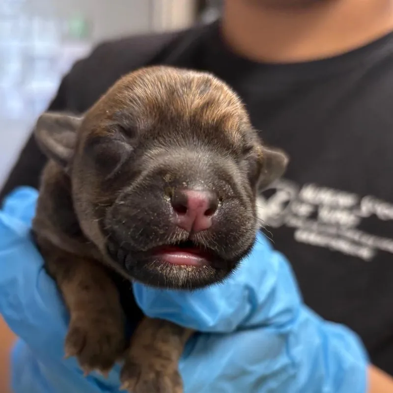 A baby medium-sized male Brown / Chocolate Mixed Breed dog named Percy for adoption in Yuma, AZ