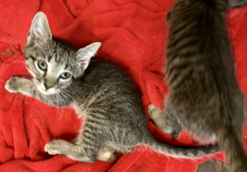 A baby medium-sized male Tabby cat named Velvet for adoption in MONTGOMERY, TX