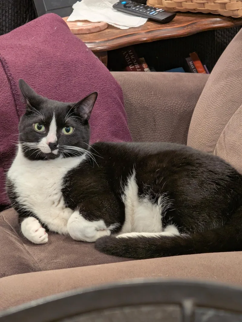 An adult medium-sized male Black & White / Tuxedo Domestic Short Hair cat named Chip & Spicy for adoption in Howell, MI