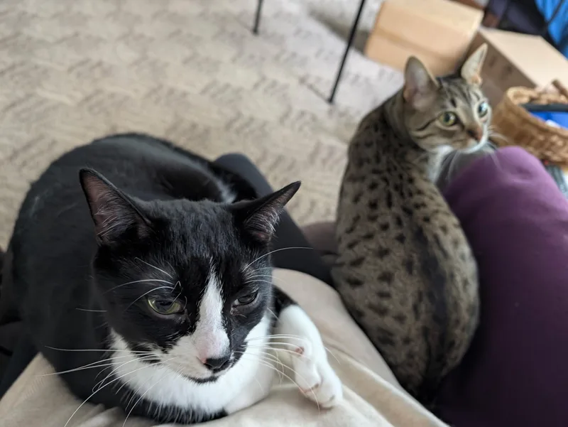 Chip & Spicy thumbnail 2