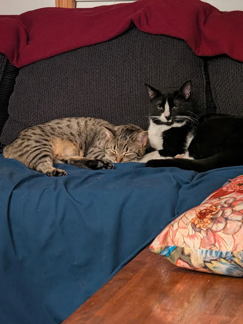 Chip & Spicy thumbnail 4