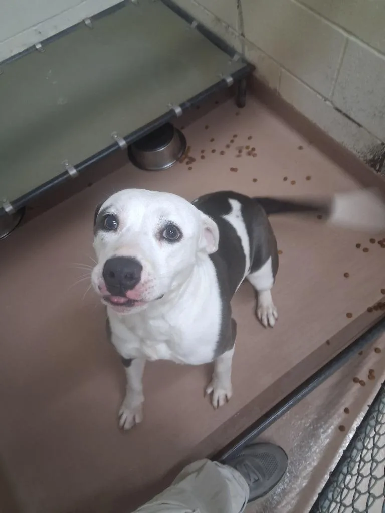 A young large-sized female Pit Bull Terrier dog named Retro for adoption in Nacogdoches, TX