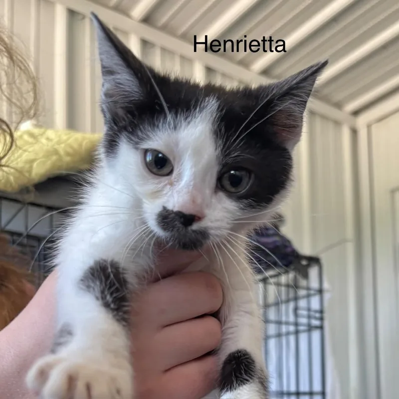 A baby medium-sized female Domestic Short Hair cat named Henrietta for adoption in Hartford City, IN