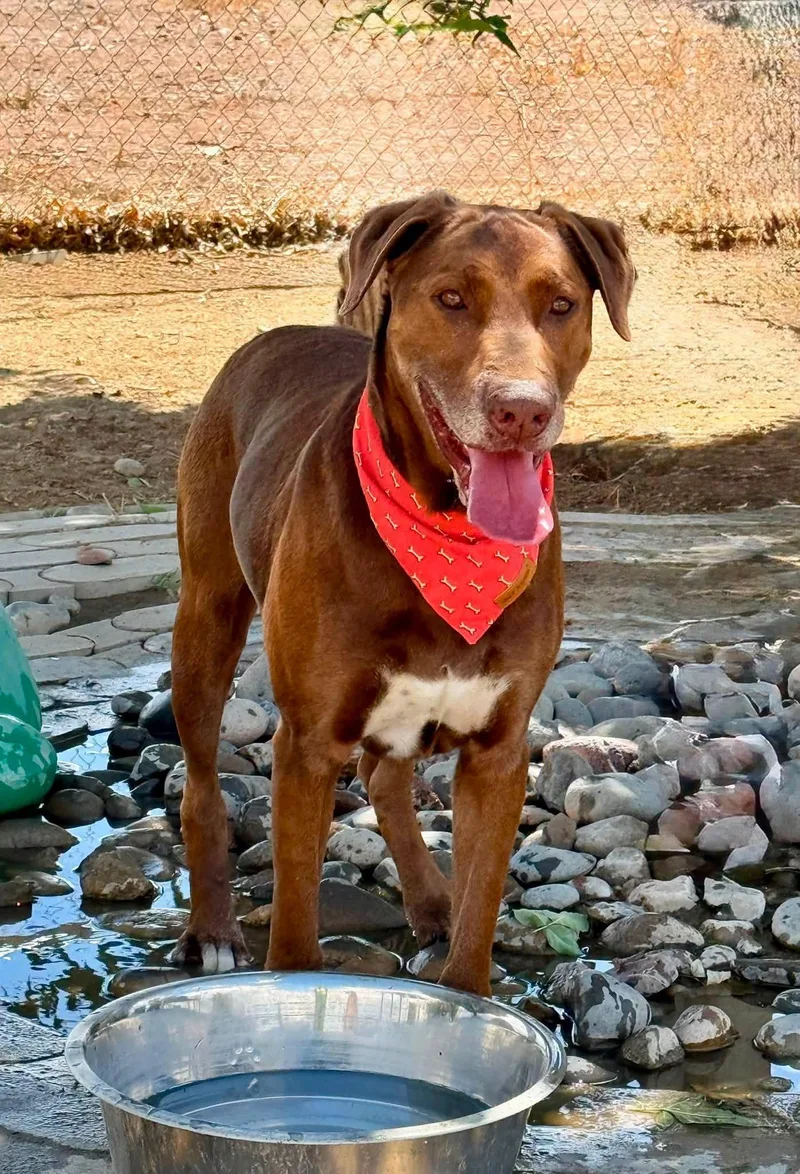 A senior large-sized male Red / Chestnut / Orange Labrador Retriever dog named Charlie Brown for adoption in Gardnerville, NV