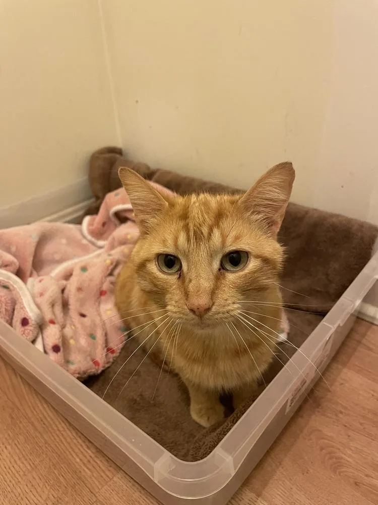 An adult large-sized male Tabby (Orange / Red) Domestic Short Hair cat named Castiel for adoption in Evansville, IN