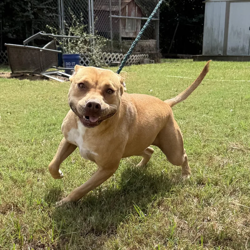 An adult medium-sized female Yellow / Tan / Blond / Fawn Pit Bull Terrier dog named August for adoption in Columbia, SC