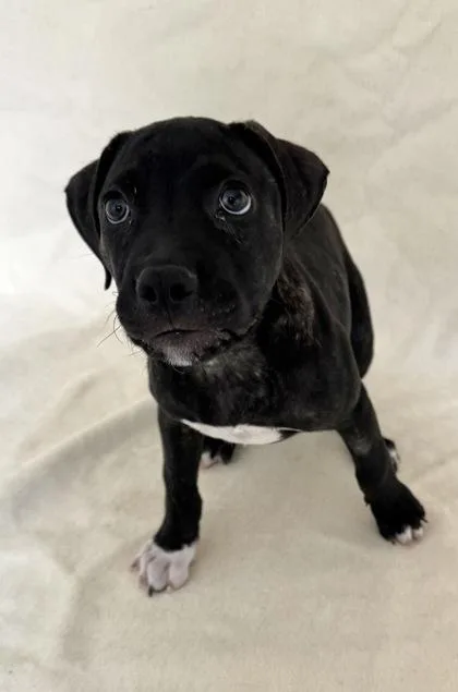 A young medium-sized male Terrier dog named Sebastian for adoption in Buffalo, MN