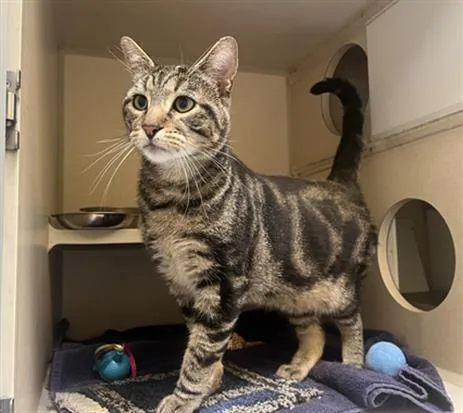 An adult small-sized male Domestic Short Hair cat named Mickey for adoption in Denver, CO