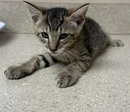 A young small-sized male Domestic Short Hair cat named Patch for adoption in Phoenix, AZ