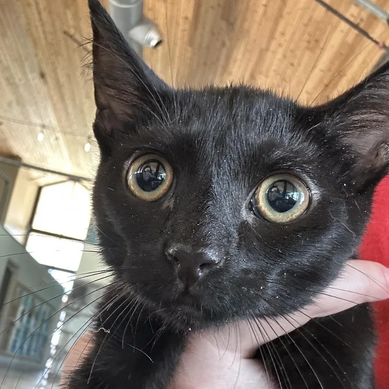 A baby small-sized male Black Domestic Short Hair cat named Max for adoption in Leander, TX