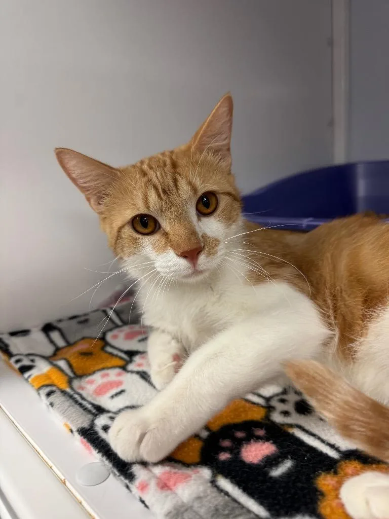 A young medium-sized male Domestic Short Hair cat named Journey for adoption in Peoria, AZ