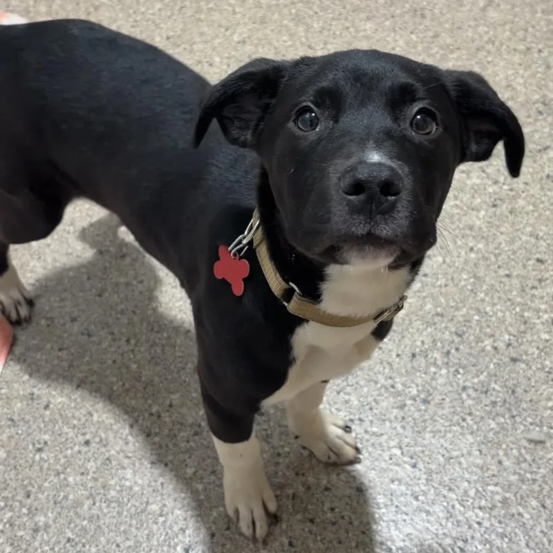 A baby medium-sized male Labrador Retriever dog named Callum for adoption in Valparaiso, IN