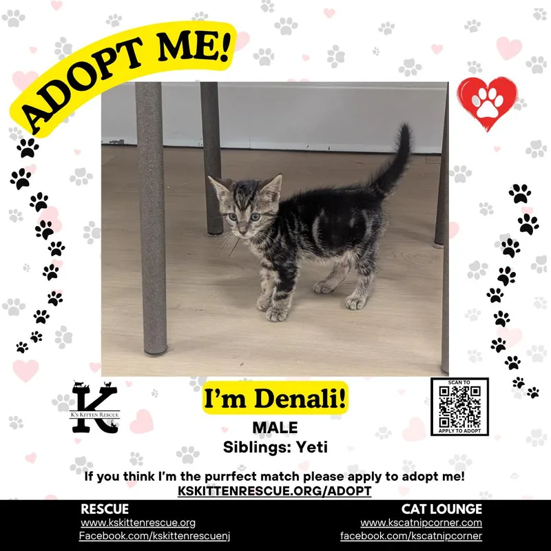 A baby medium-sized male Tabby (Gray / Blue / Silver) Domestic Short Hair cat named Denali for adoption in Brick, NJ